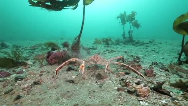 Groep van reusachtige krab wandeling op een verlaten zandbodem van Barentsz-zee. — Stockvideo