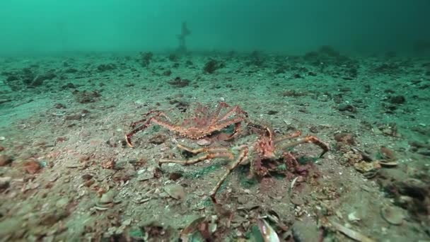 Abrazo suave y el amor de dos cangrejos en el fondo de arena desierta del mar de Barents . — Vídeos de Stock