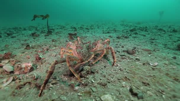 Gentle embrace and love of two crabs on deserted sandy bottom of Barents Sea. — Stock Video