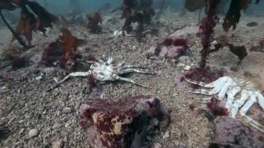 Barents Denizi 'nin ıssız kumda ölü yengeç..