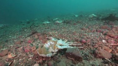 Yengeç mezarlığı Barents Denizi'nin ıssız bir kumlu altta.