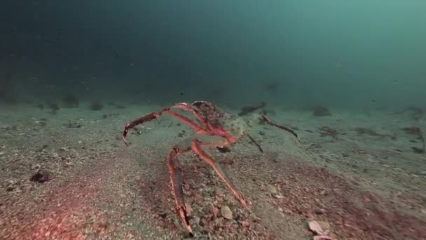 Slechts gigantische krab lopen op een verlaten zandbodem van de Barentszzee. — Stockvideo