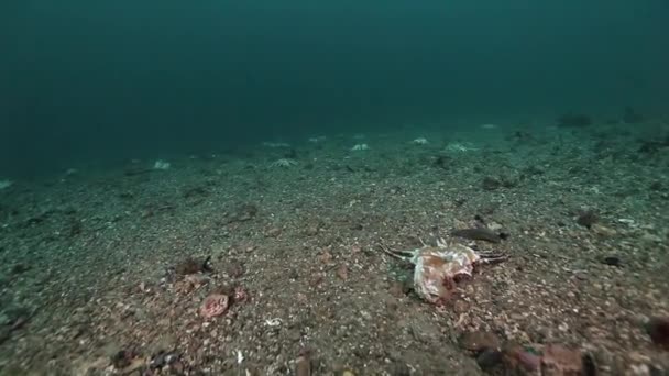 Krab begraafplaats op een verlaten zandbodem van Barentsz-zee. — Stockvideo