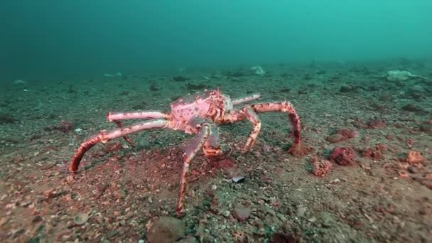 La única caminata de cangrejo gigante en un fondo arenoso desierto del mar de Barents. — Vídeo de stock