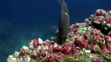 Okyanusu üzerinde Galapagos mercan undwater papağan balık yiyor.
