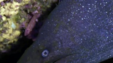 Müren balığı su altında Galapagos okyanusta.