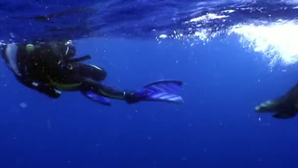 Diver diver plays with sea seal undwewater. — Stock Video