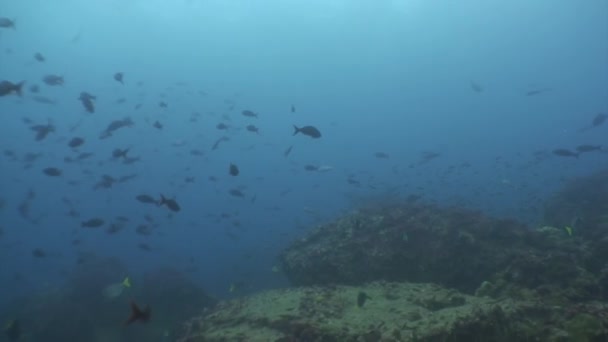 School van de vis op een blauwe achtergrond van het water in de Oceaan op de Galapagos. — Stockvideo