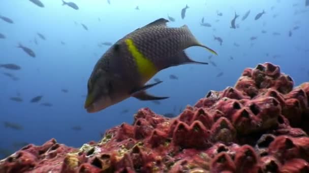 Papegaaivis eet koraal undwater in Oceaan op Galapagos. — Stockvideo