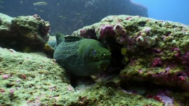 Muränor under vattnet i havet på Galapagos. — Stockvideo