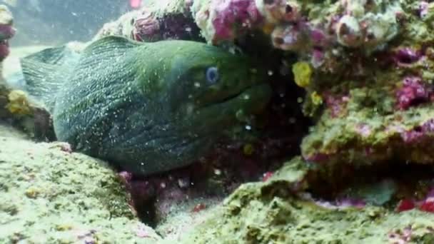 Moray eel underwater in ocean on Galapagos. — Stock Video