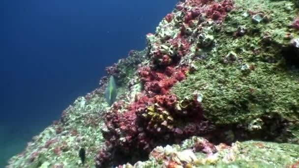 Fauna selvatica tropicale del mondo sottomarino sullo sfondo del fondo del mare nell'oceano. — Video Stock