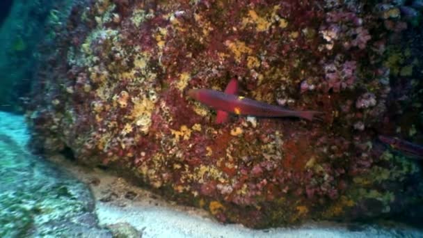 Peixes de papagaio comem coral no oceano em Galápagos . — Vídeo de Stock