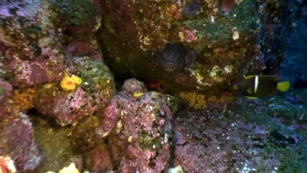 Spotted box fish underwater in ocean on Galapagos. — Stock Video