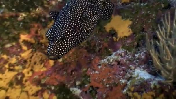 Strakaté krabice ryb pod vodou v oceánu na Galapágy. — Stock video