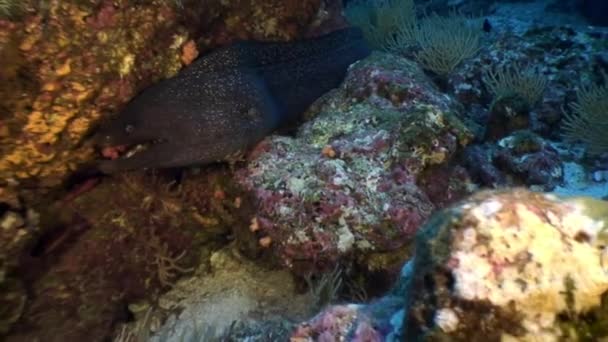 Moray anguila bajo el agua en el océano en Galápagos . — Vídeos de Stock