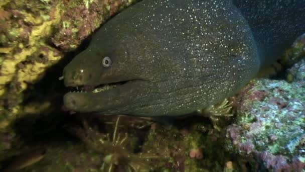 Moray eel underwater in ocean on Galapagos. — Stock Video