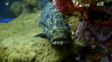 Deniz dibinde Galapagos okyanusta mavi arka plan üzerinde tropikal balık lekeli.