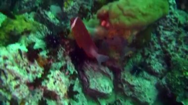 Mavi bir arka plan üzerinde balık sürüsü Galapagos okyanusta suda.