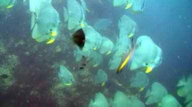 Tropikal egzotik balık deniz dibinde Galapagos okyanusta mavi arka plan üzerinde. Mükemmel yaşam sualtı doğa dünya. Tüplü Dalış.