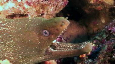 Müren balığı su altında Galapagos okyanusta.