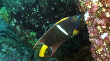 Melek balıklarının suda Galapagos okyanusta mavi bir arka plan üzerinde.