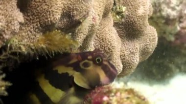 Deniz dibinde Galapagos okyanusta mavi arka plan üzerinde tropikal egzotik balık.