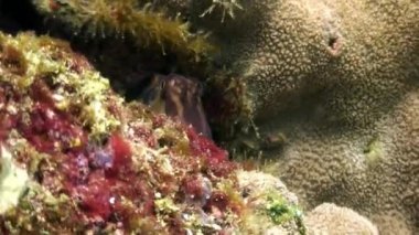 Deniz dibinde Galapagos okyanusta mavi arka plan üzerinde tropikal egzotik balık.