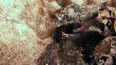 Okyanusta denizin dibindeki sualtı dünyasının tropik yaban hayatı.