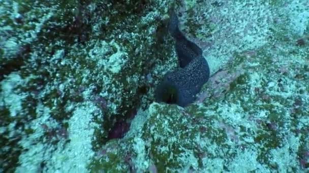 Anguilla murena sott'acqua in oceano sulle Galapagos . — Video Stock