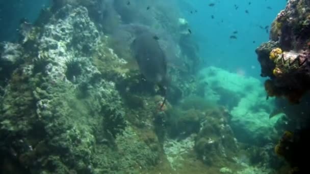 Tropische vissen op blauwe achtergrond van de zeebodem in de Oceaan op de Galapagos. — Stockvideo