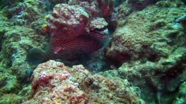 Gefleckte tropische Fische auf blauem Grund des Meeresbodens im Ozean auf Galapagos. — Stockvideo