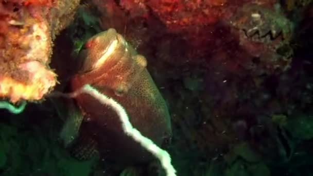 Gefleckte tropische Fische auf blauem Grund des Meeresbodens im Ozean auf Galapagos. — Stockvideo