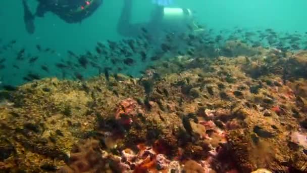 Ecole de poissons et plongeurs sur fond bleu d'eau dans l'océan sur les Galapagos . — Video