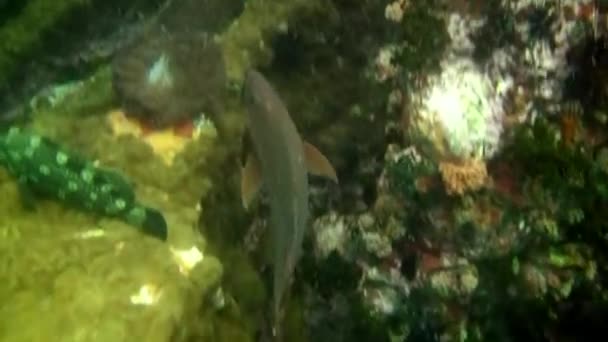 Tropiska exotiska fiskar på blå bakgrund av havsbottnen i havet på Galapagos. — Stockvideo