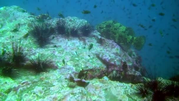 Peces tropicales manchados sobre fondo azul del fondo marino en el océano en Galápagos . — Vídeos de Stock