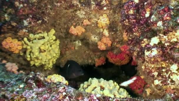 Tropical exotic fish on blue background of sea bottom in ocean on Galapagos. — Stock Video