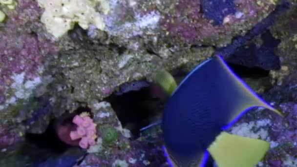 Angel fish on a blue background of water in ocean on Galapagos. — Stock Video