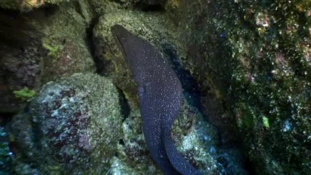 Moray anguila bajo el agua en el océano en Galápagos . — Vídeos de Stock