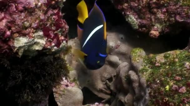 ガラパゴスの海洋の水の青色の背景に天使の魚. — ストック動画