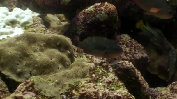 Tropiska fiskar på blå bakgrund av havsbottnen i havet på Galapagos. — Stockvideo