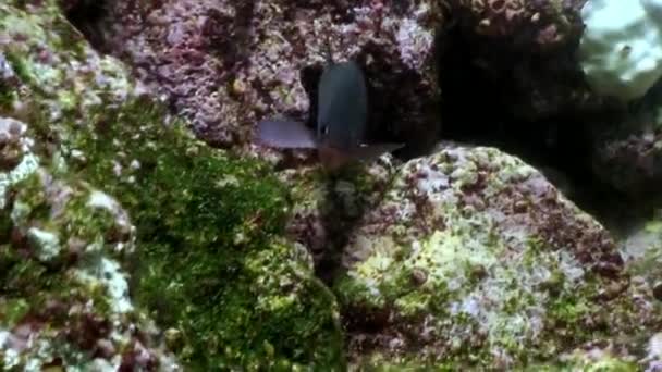 Poissons tropicaux sur fond bleu du fond marin dans l'océan sur les Galapagos .