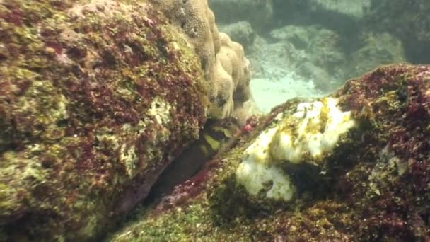 Tropische exotische Fische auf blauem Grund des Meeresbodens im Ozean auf Galapagos. — Stockvideo