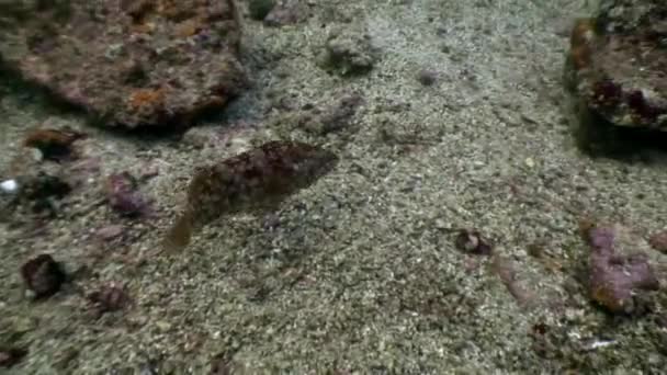 Тропические экзотические рыбы на голубом фоне морского дна в океане на Галапагосских островах . — стоковое видео