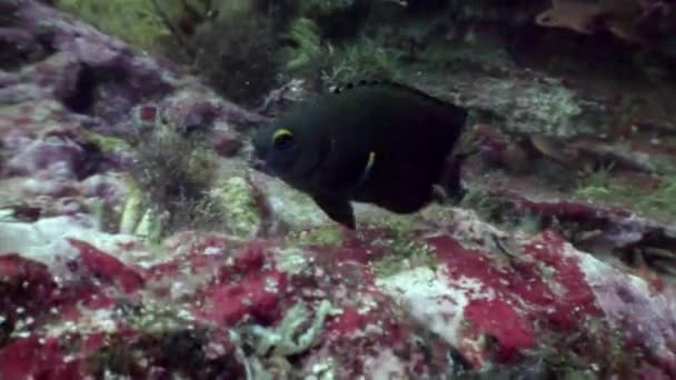 Tropická volně žijících živočichů podmořského světa na pozadí mořského dna v oceánu. — Stock video