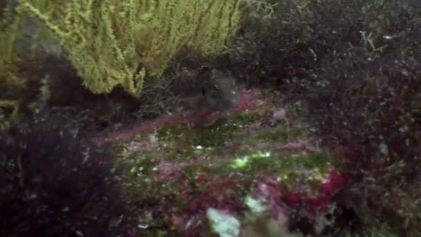 Trópusi hal foltos kék háttérben a tenger alján az óceán a Galapagos. — Stock videók