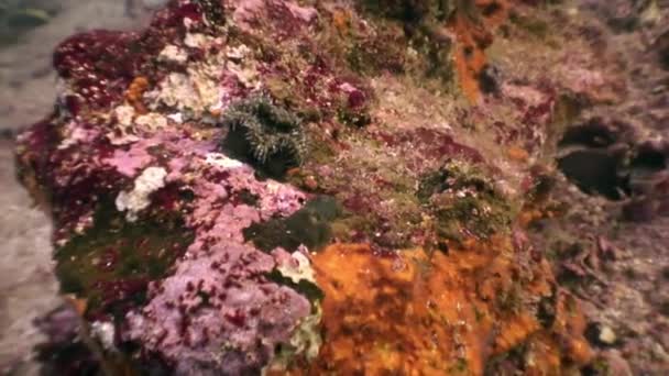 Tropische fauna van de onderwaterwereld op de achtergrond van de zeebodem in de oceaan. — Stockvideo