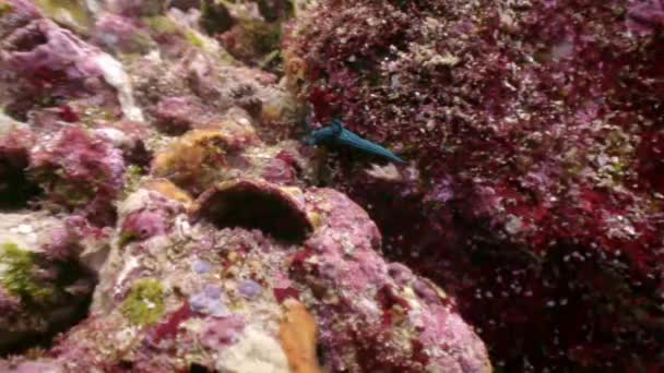 Vida silvestre tropical del mundo submarino en el fondo del fondo marino en el océano. — Vídeos de Stock