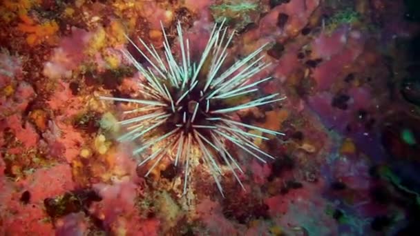 明るいマルチカラーの底の水中ガラパゴスの海ウニ. — ストック動画