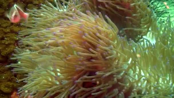 Fish clown and anemone underwater world on background of sea bottom in ocean. — Stock Video